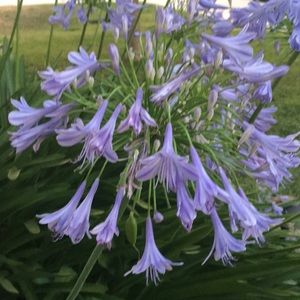 Meet your Posher, Martha